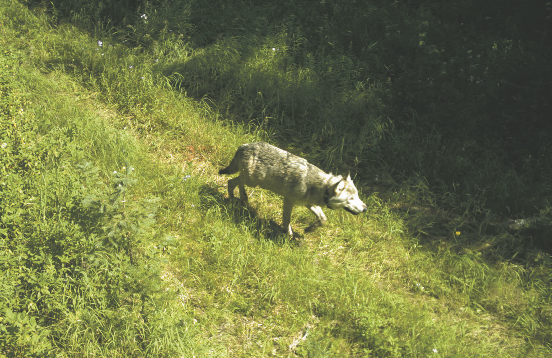 Wolf Kills 080318.jpg